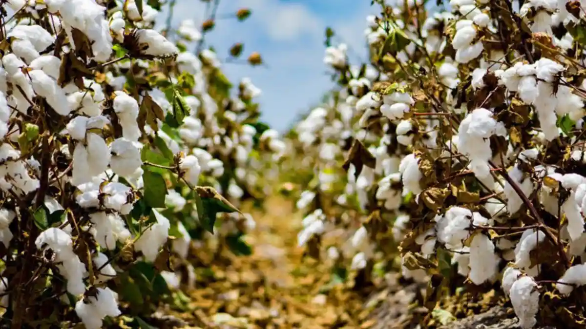 किसानों को मिलेगा MSP का पूरा लाभ, सरकार ने लांच की कपास किसान ऐप