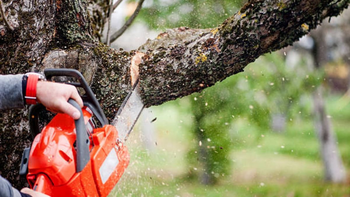 Cutting trees without permission is now a crime in Haryana
